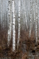016_Biebrza - kwiecien 2011